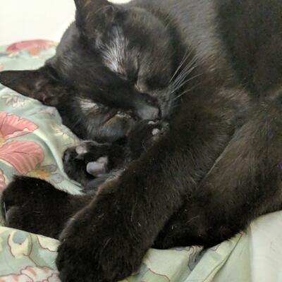 shinealittlelove@mspsocial.net